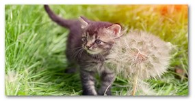 Tablou pe sticlă acrilică Pisoi cu păpădia