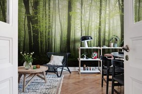 Fototapet, Dawn in the Forest, Rebel Walls