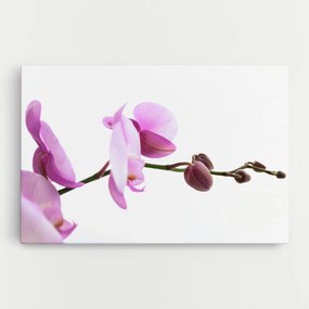 Tablou Canvas, 30x40cm, Dormitor si Living, Flori, Orhidee, Purple Orchid On White