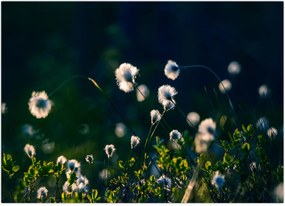 Tablou - Iarbă (70x50 cm)