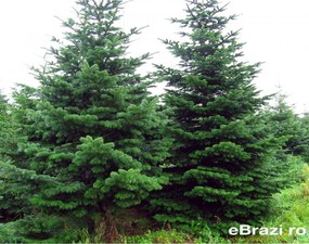 Brad natural de Craciun nordmann TOP PREMIUM 400-450 cm