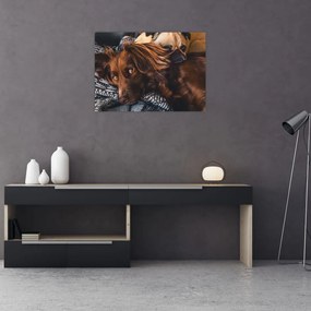 Tablou pe sticlă cu câini dormind (70x50 cm)