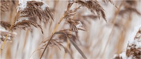 Tablou - Tei (120x50 cm)