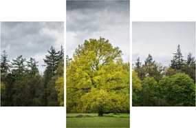 Tablou - Copac verde în câmp (90x60 cm)