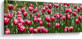 Tablou - Lalele (cu ceas) (90x30 cm)