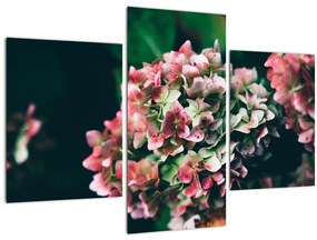 Tablou - Hortensie (90x60 cm)