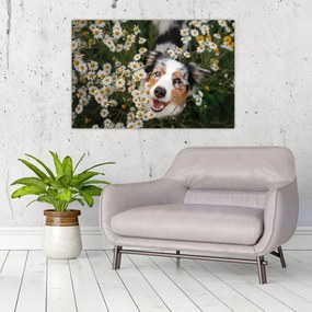 Tablou - Ciobănesc australian (90x60 cm)