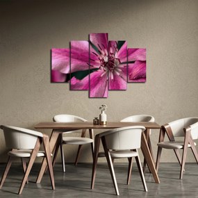 Tablou cu floarea roz de clematis (150x105 cm)