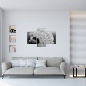 Tablou cu păpădie - albnegru (90x60 cm)