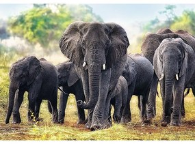 Trefl Elefanți africani puzzle, 1000 piese