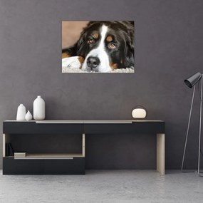 Tablou pe sticlă cu câine (70x50 cm)