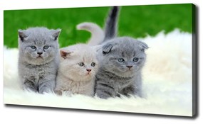 Tablou pe pânză canvas Trei pisici pe o pătură