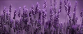 Tablou - Lavanda (120x50 cm)