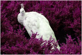 Tablou - Păun alb (90x60 cm)