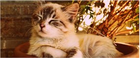 Tablou cu pisica în ghiveci (120x50 cm)