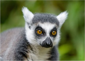 Tablou pe sticlă cu lemur (70x50 cm)