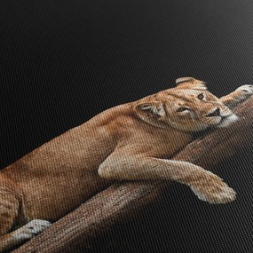 Tablou - Lioness (120x50 cm)