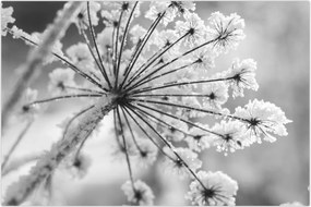 Tablou - Floare în timpul iernii (90x60 cm)