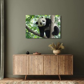 Tablou - Panda in copac (90x60 cm)
