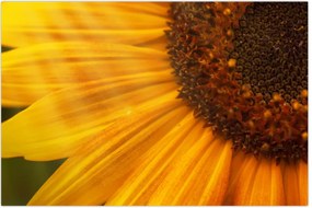 Tablou - Floarea-soarelui (90x60 cm)