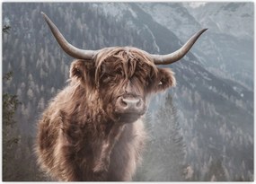 Tablou pe sticlă - Vaca Highlander (70x50 cm)