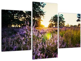 Tablou - Câmp cu lavandă (90x60 cm)