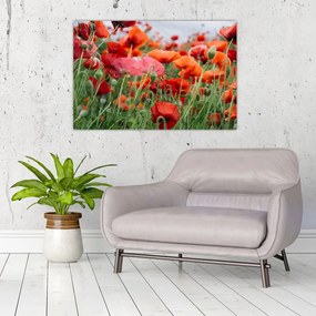 Tablou din câmp cu maci (90x60 cm)