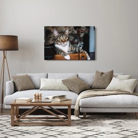 Tablou cu pisica (90x60 cm)