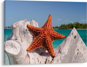 Tablou cu stea de mare (70x50 cm)