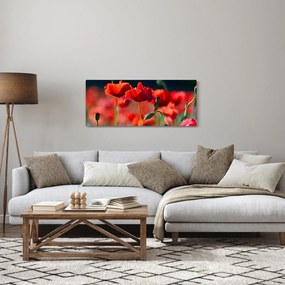 Tablou - flori de maci (120x50 cm)