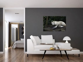 Tablou - Tigru alb (90x60 cm)