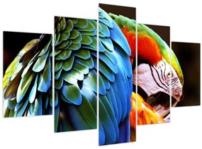 Tablou - Papagal (150x105 cm)