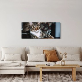 Tablou cu pisica (120x50 cm)