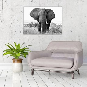 Tablou - Elefantul african II. (70x50 cm)