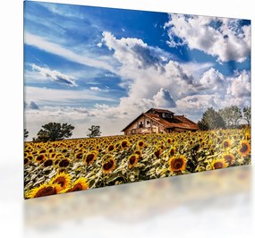 Tablou pe sticlă cu câmp de floarea soarelui (70x50 cm)