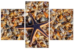 Tablou cu stea de mare (90x60 cm)