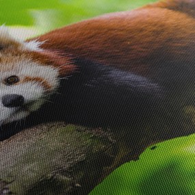 Tablou cu panda roșie (70x50 cm)