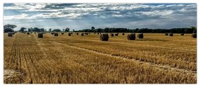 Tablou cu câmp recoltat (120x50 cm)