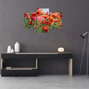 Tablou din câmp cu maci (90x60 cm)