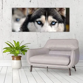 Tablou cu câinele husky (120x50 cm), în 40 de alte dimensiuni noi