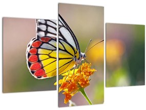 Tablou - Fluture pe floare (90x60 cm)