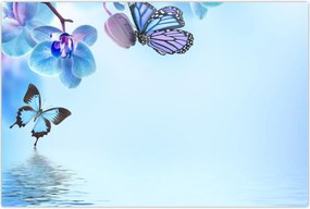 Tablou - Fluture pe flori de orhidee, albastru (90x60 cm)