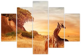 Tablou Girafe în Africa (150x105 cm)