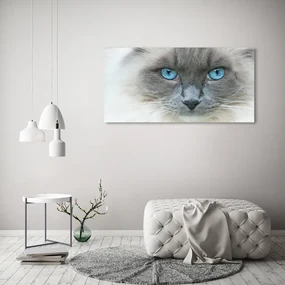 Tablou pe sticlă acrilică Cat ochi albaștri