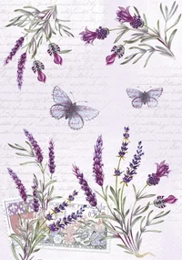 Colorat Butterfly Mapa A/4 cu elastic Levănțică