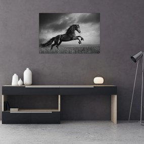 Tablou - Cal alb și negru (90x60 cm)