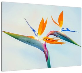Tablou pe sticlă cu floarea Strelicie (70x50 cm)