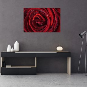 Tablou - Trandafir roșu cu picături de rouă (90x60 cm)