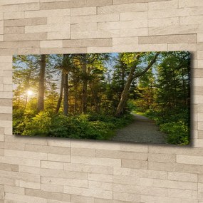Imprimare tablou canvas Pădure