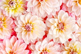 Fototapet flori de dalia pastelate